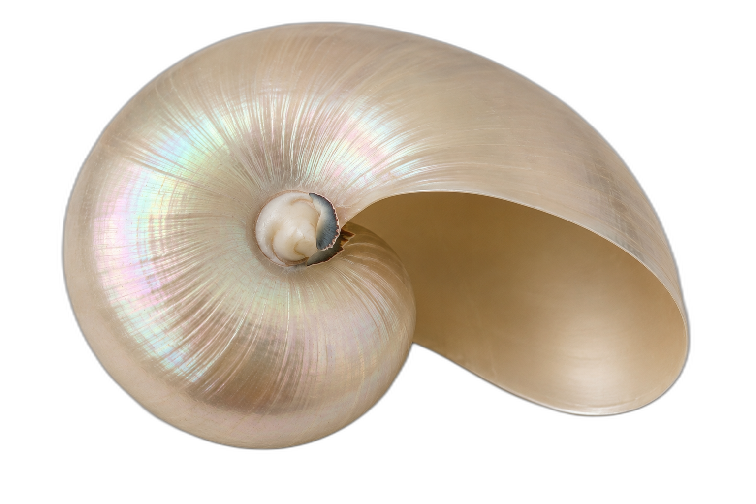 Alpha Advisory AI nautilus shell